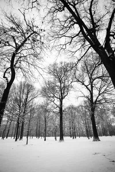 Vinterlandskap Med Kala Grenarna Trädet Och Snö — Stockfoto