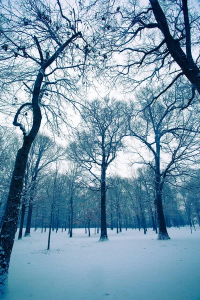 Vinterlandskap Med Kala Grenarna Trädet Och Snö — Stockfoto