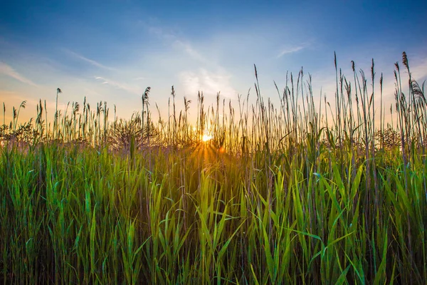 Hoog Gras Riet Met Zonsondergang Gezien Vanaf Kust Van Long — Stockfoto