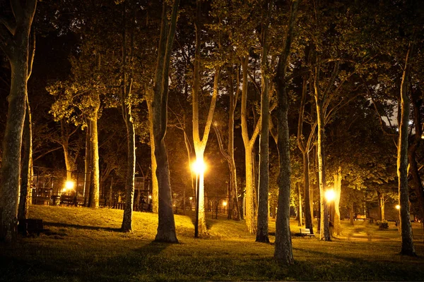 Ночью Темный Городской Парк Деревьями Уличными Фонарями — стоковое фото