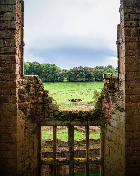 Cows Graze Countryside Seen Ancient Medieval Walled Structure — Stock Photo, Image
