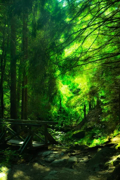 Enchanted Lush Green Woods Seen Black Forest Germany — Stock Photo, Image