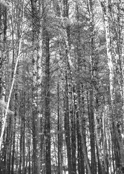 Nature Fond Hiver Troncs Arbres Dans Forêt Boisée Épaisse Noir — Photo
