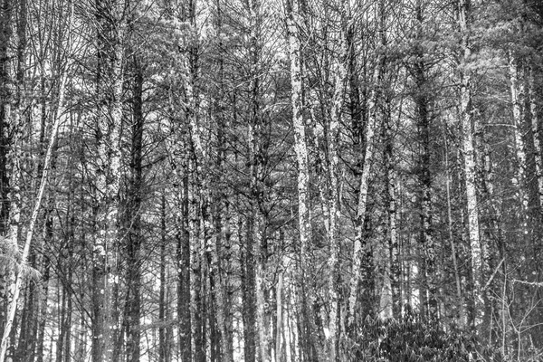 Nature Fond Hiver Troncs Arbres Dans Forêt Boisée Épaisse Noir — Photo