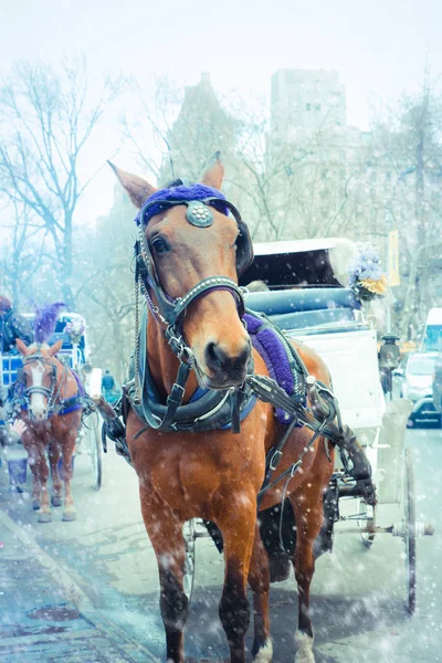 Cheval New York Tiré Calèche Central Park Par Une Froide — Photo