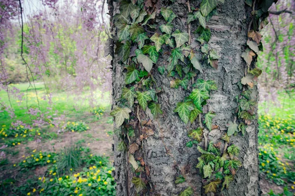 Detail Van Schors Boomstam Met Klimop Wijnstok — Stockfoto