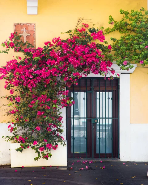 Внешняя Дверь Покрыта Цветущими Виноградниками Желтом Здании — стоковое фото