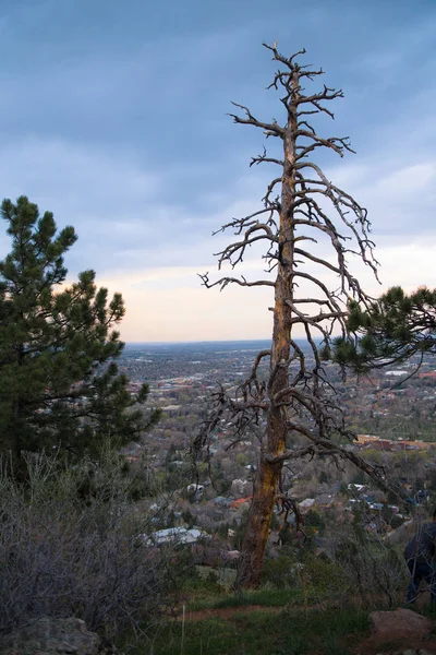 从弗拉格斯塔夫山在博尔德科罗拉多州看到的山顶上扭曲的裸死树 — 图库照片