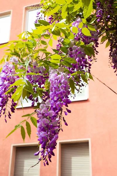 Linda Primavera Wisteria Pendurado Livre Com Edifício Fundo — Fotografia de Stock