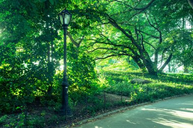 Central Park, Nyc yaz aylarında ağaçlar ile Doğa sahnesi