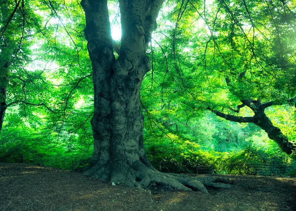 Natuur Scène Met Bomen Zomer Van Central Park Nyc — Stockfoto