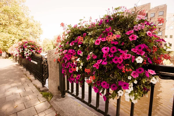 Amsterdam'da kanal üzerinde köprü üzerinde güzel yaz çiçekleri