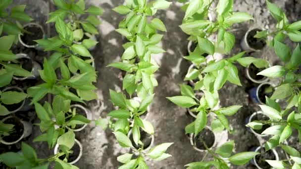Zelené rostliny rostoucí ve skleníku — Stock video