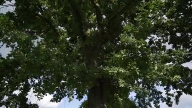 Ağır yeşil ağacın ayrıntıları