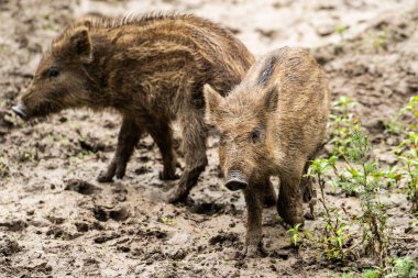 Çamurda oynayan küçük yabandomuzları