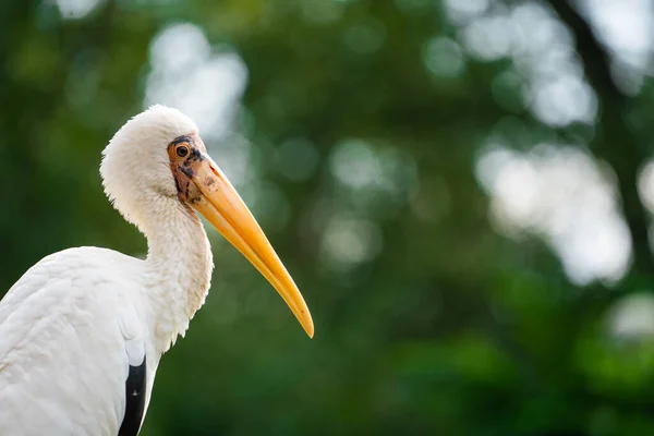 Cigüeña. Pájaro blanco. Micteria cinerea — Foto de Stock