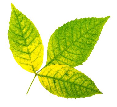 Sonbahar Yaprakları.