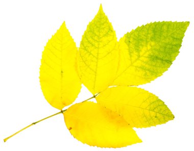 Sonbahar Yaprakları.