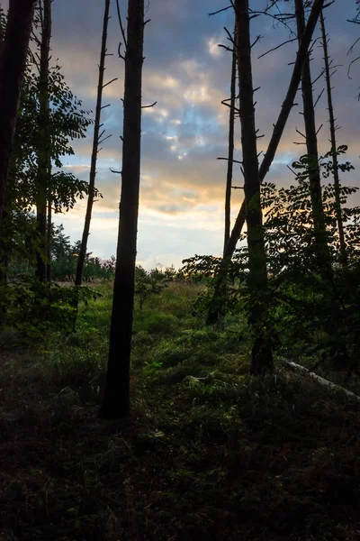 Ağaçlarının Silhouettes — Stok fotoğraf