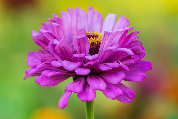 Lila Zinnias bloem — Stockfoto