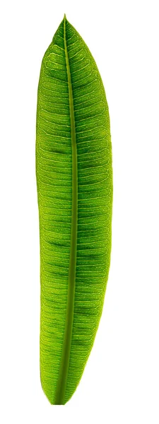 Pachypodium Leaf — Stock Photo, Image