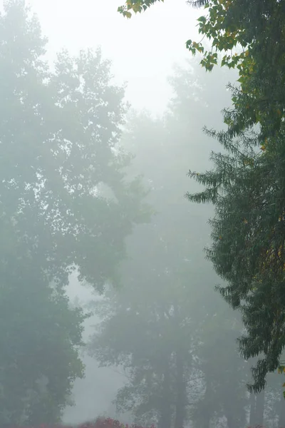In de mist — Stockfoto