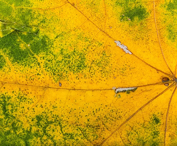 Herbstblätter ganz nah — Stockfoto