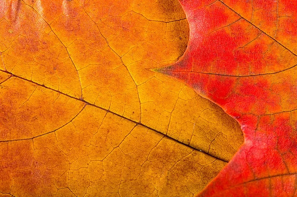 Sonbahar yaprakları çok yakın