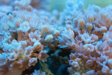 Mercanlar çok yakındır