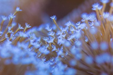 Mercanlar çok yakındır
