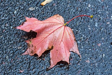 asfalt üzerinde sonbahar yaprak 