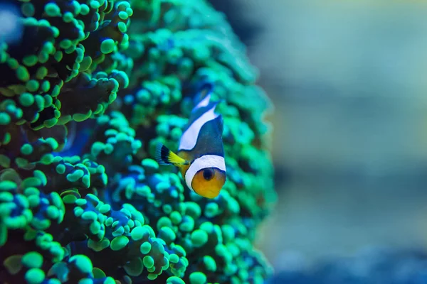 Froschlaich-Koralle, Euphyllia paradivisa — Stockfoto