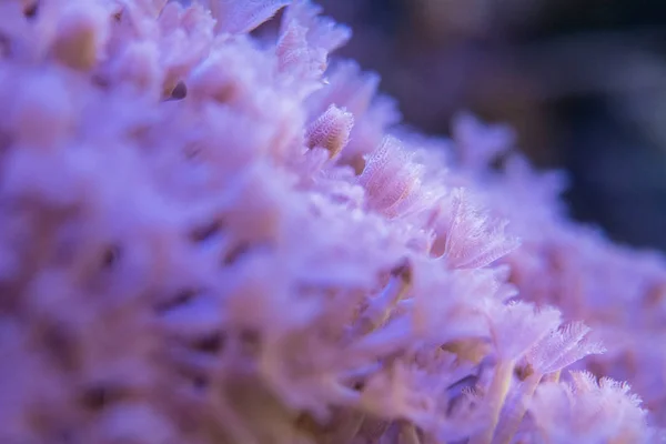 Corals are very close — Stock Photo, Image