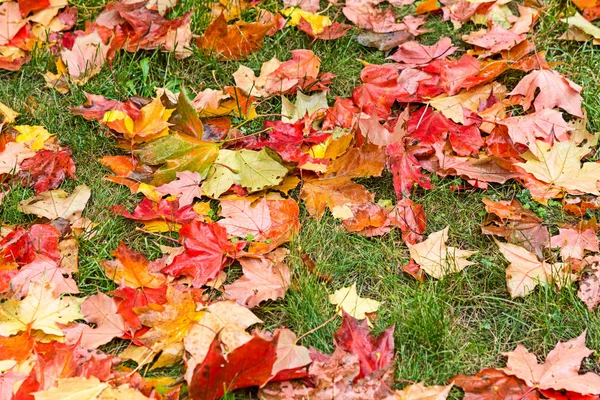 Осінній фон. Червоні кленові листя — стокове фото