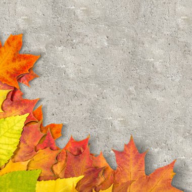 Sonbahar Yaprakları.