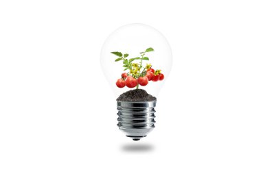 sebze teknolojileri yeşil enerji cadı
