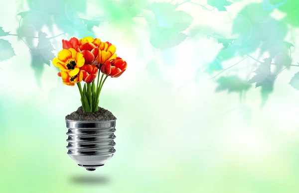 Green Energy Garden Flowers — Stock Photo, Image