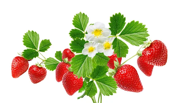 开胃菜新鲜草莓拌匀 — 图库照片