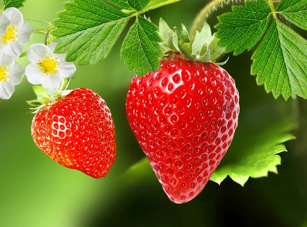 Best Tasty Strawberry Mixed — Stock Photo, Image