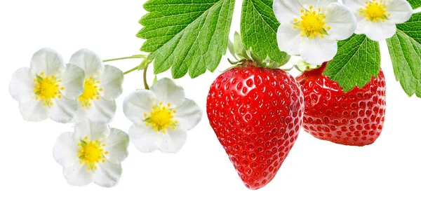 盛开的草莓和草莓 — 图库照片