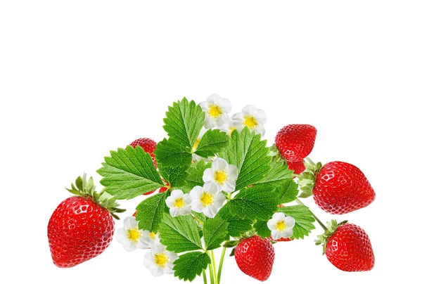 Blossom Plant Strawberry Isolated — Stock Photo, Image