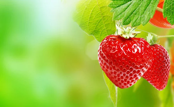 Sommer Frische Reife Gartenerdbeeren — Stockfoto