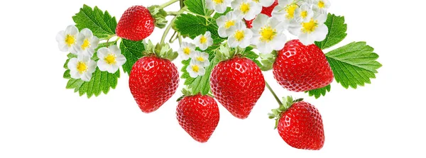 Frische Reife Rote Erdbeere Isoliert — Stockfoto