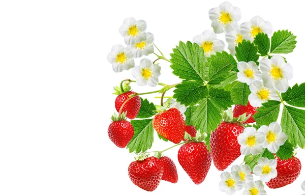 Fresh Strawberries Garden White — Stock Photo, Image