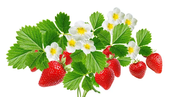 Frische Erdbeeren Auf Weißem Hintergrund Isoliert — Stockfoto