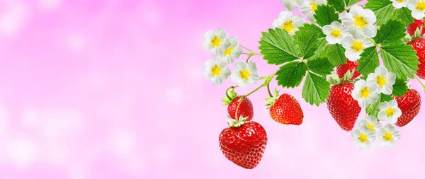 果物の上の新鮮なイチゴピンクの背景 — ストック写真