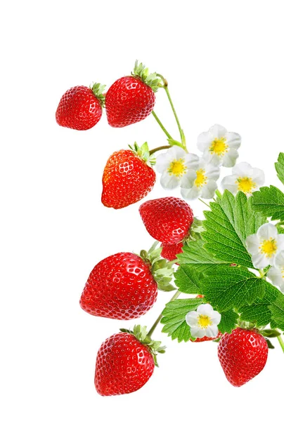 洁白的新鲜草莓 — 图库照片