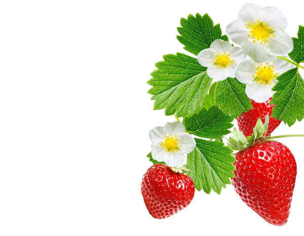 Frische Reife Erdbeeren Garten — Stockfoto