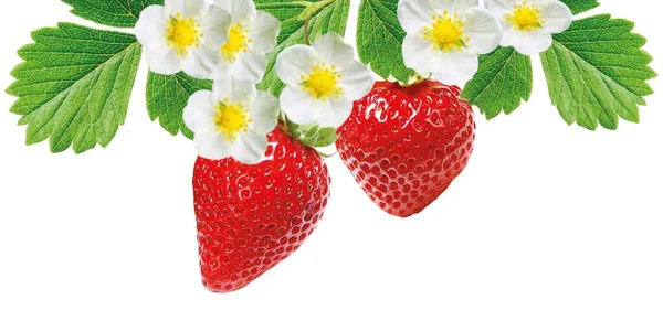Frische Erdbeeren Reif Lecker — Stockfoto