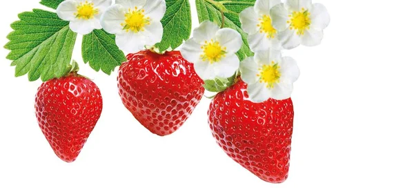 Freshness Summer Strawberries Isolated — Stock Photo, Image
